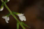 American lopseed